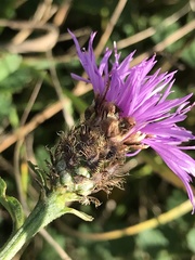 Centaurea debeauxii