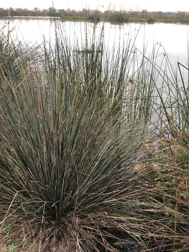 iNaturalist observation photo of spiny rush