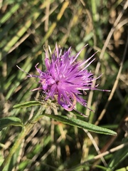 Centaurea debeauxii