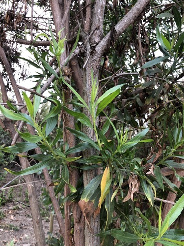 iNaturalist observation photo of mule fat