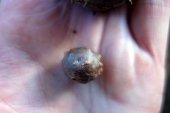 Andricus infectorius