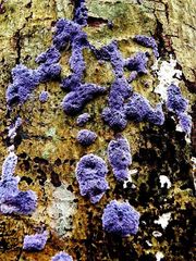 Hypochnella violacea