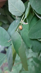 Harmonia axyridis