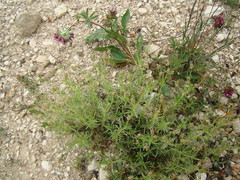 Plantago sempervirens