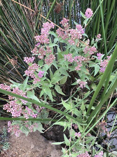 iNaturalist observation photo of marsh fleabane