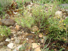 Plantago sempervirens
