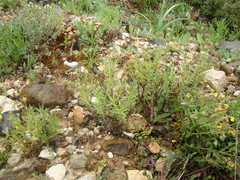 Plantago sempervirens
