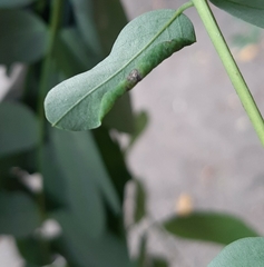Pterygota