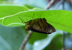 Polygonus leo pallida