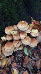 Pholiota squarrosa