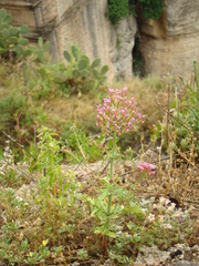 Centranthus macrosiphon