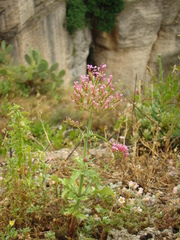 Centranthus macrosiphon