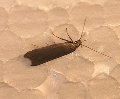 Acompsia cinerella
