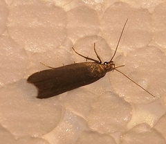 Acompsia cinerella