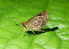 Callimormus interpunctata