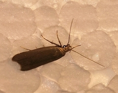Acompsia cinerella