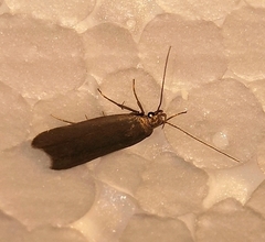Acompsia cinerella