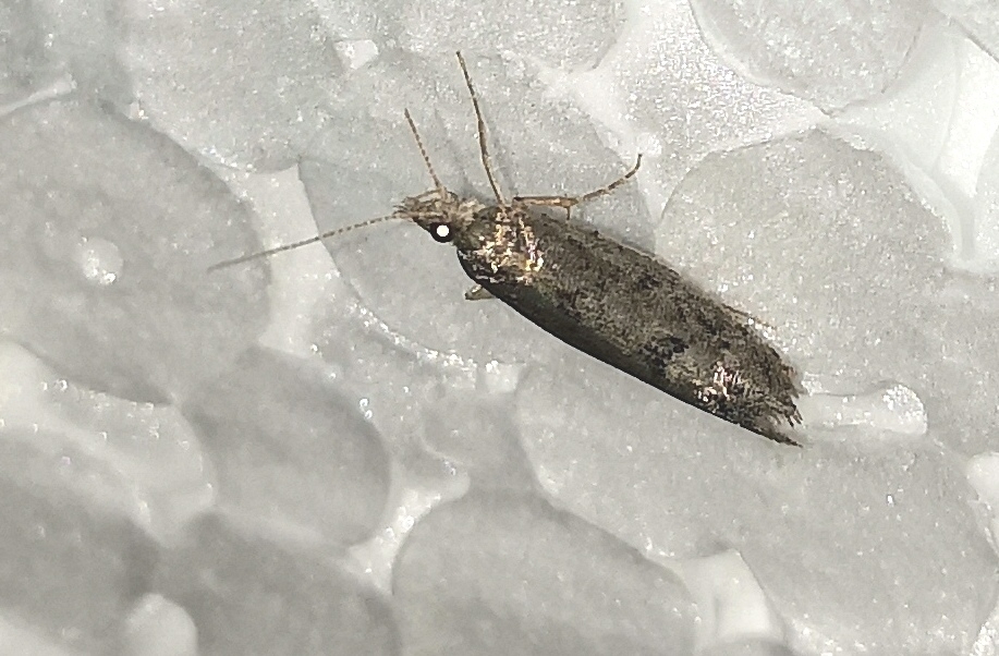 Ypsolopha chazariella