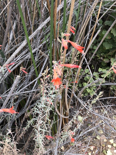 iNaturalist observation photo of California fuchsia