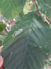Pterygota