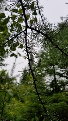 Larix laricina image