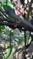 Harmonia axyridis