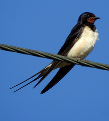 Hirundo rustica