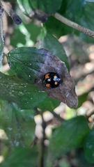 Harmonia axyridis