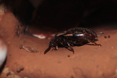 Lycoperdina bovistae