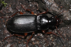 Harpalus griseus