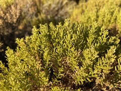 Peucephyllum schottii