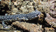 Plethodon glutinosus