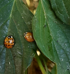 Harmonia axyridis