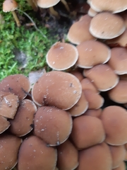 Britzelmayria multipedata