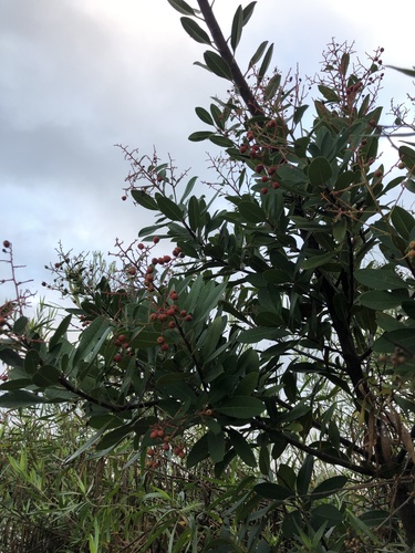 iNaturalist observation photo of Toyon