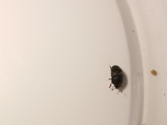 Brachypterolus