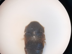 Brachypterolus