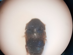Brachypterolus