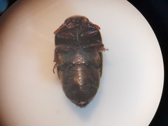 Brachypterolus
