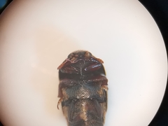 Brachypterolus