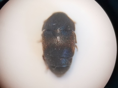 Brachypterolus