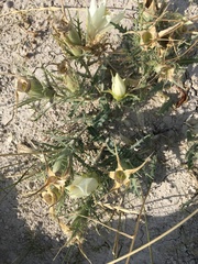 Mentzelia decapetala