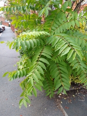 Ailanthus altissima