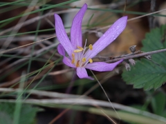 Colchicum arenarium