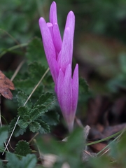 Colchicum arenarium