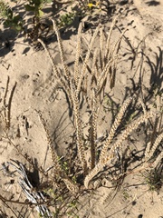 Phacelia integrifolia