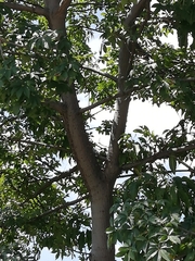 Ceiba