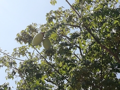 Ceiba