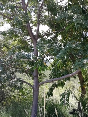 Ceiba
