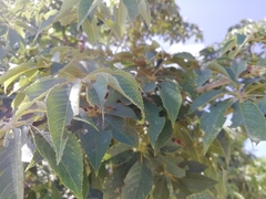 Ceiba